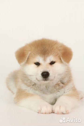 Акита девочка