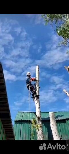 Вальщик деревьевьев,пилю деревья любой сложнасти