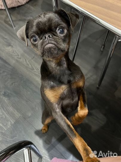 Пти брабансон вязка