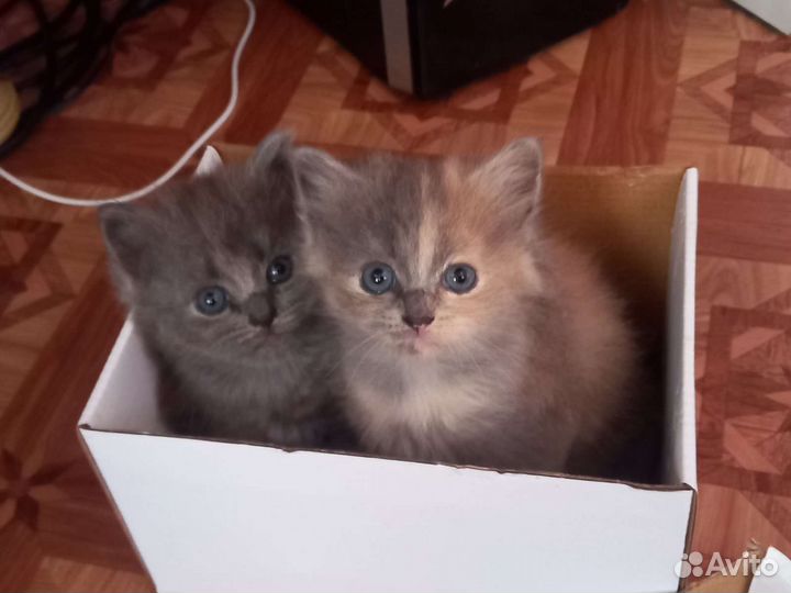 Котята в добрые руки бесплатно