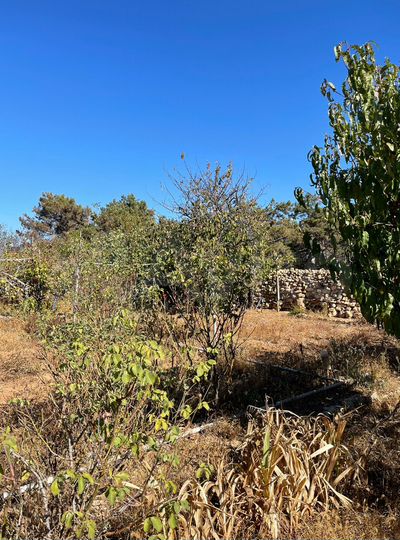 Участок 6,3 сот. (СНТ, ДНП)