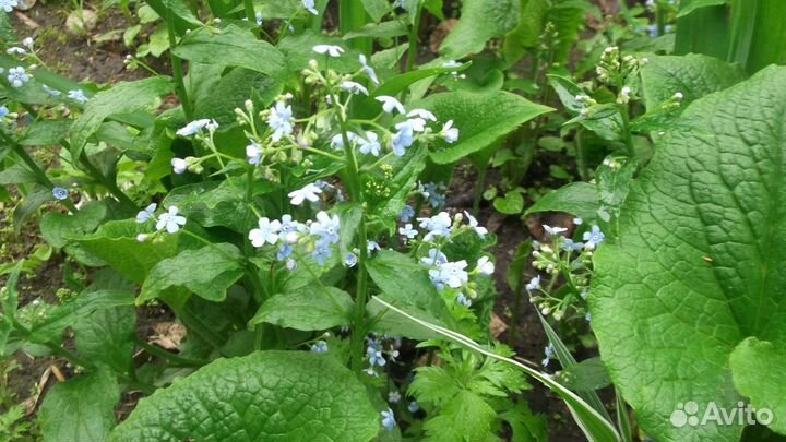 Цифровой фотоаппарат Fujifilm Finepix JV 200