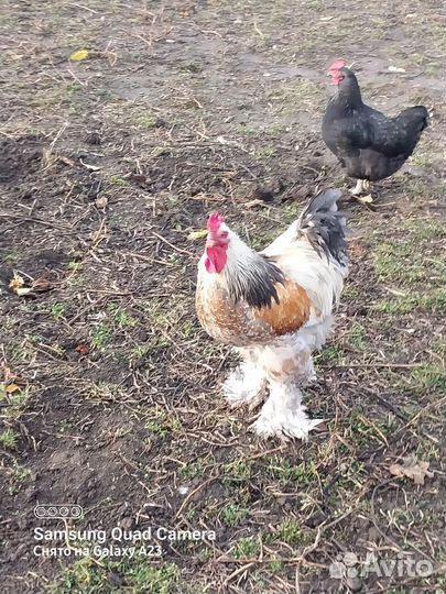 Куры и петухи