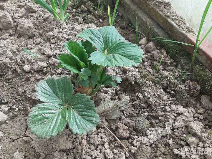 Клубника рассада