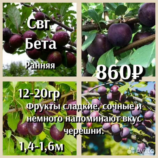 Гибриды плодовые 2ух летки