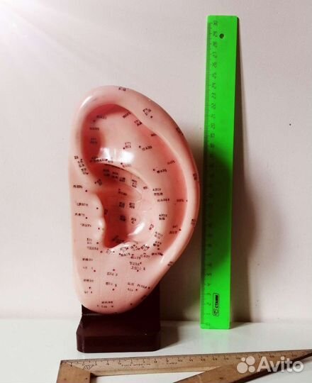 Модель уха с акопунктурными точками