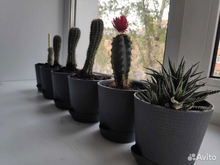 Кактусы и суккуленты