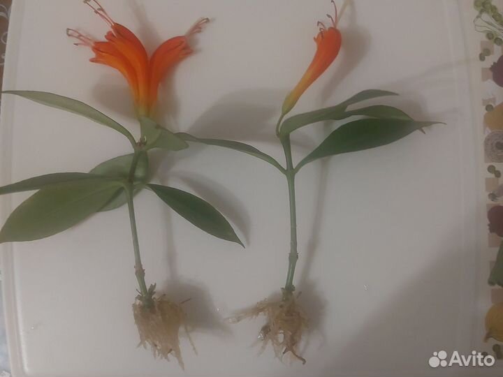 Эсхинантус жар птица