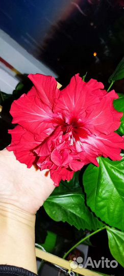 Гибискус махровый