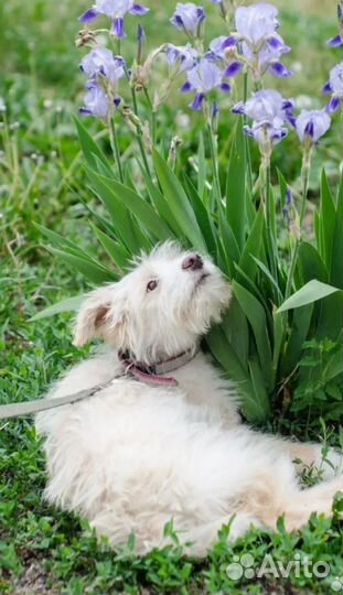 Собака в добрые руки отдам бесплатно