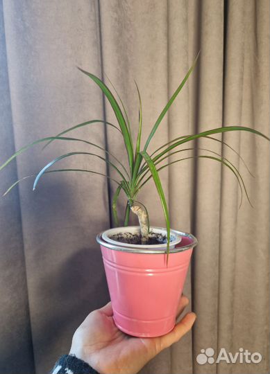 Пальма драцена