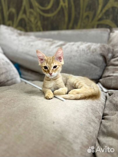 Кот Алек в добрые руки