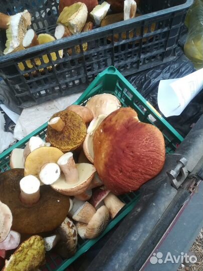 Грибы белые сушеные