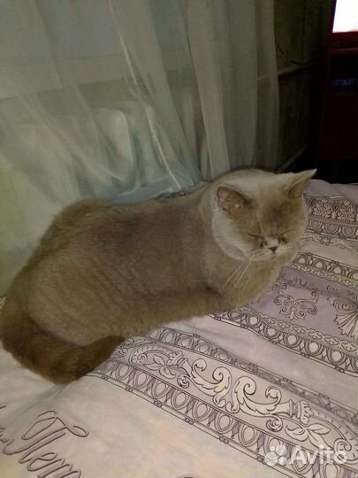 Кошка в дар