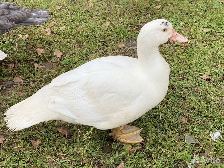 Селезни и уточки индоутки на племя