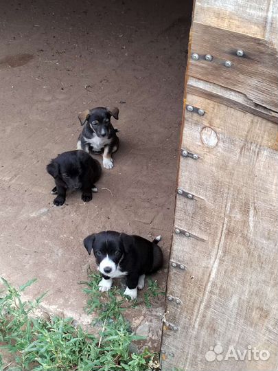 Щеночки от маленькой собаки