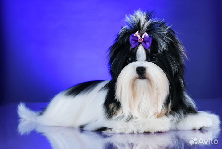 Бивер вязка Кобель 2.2кг. Любвеобильный, опытный