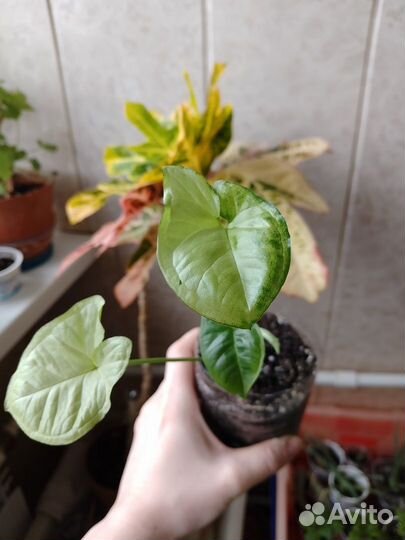 Сингониум сорт ножколистный