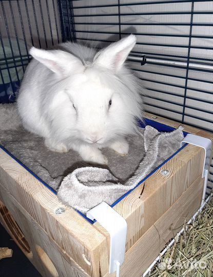 Передержка грызунов