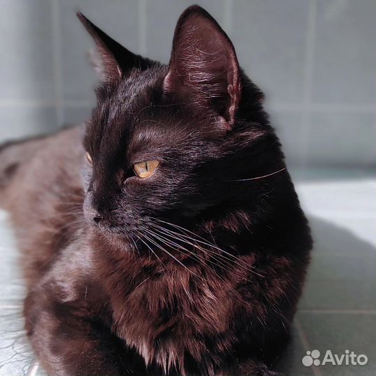 Кошка Ночка