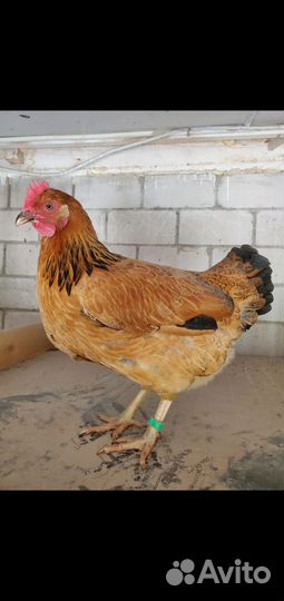 Кучинская юбилейная