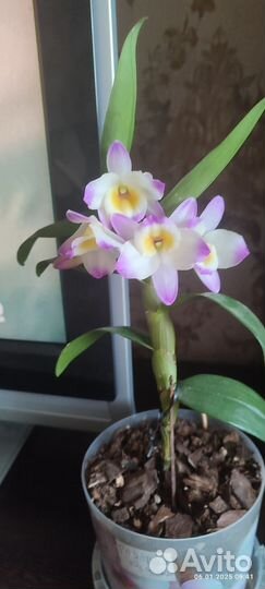 Орхидея нобеле дендробиум