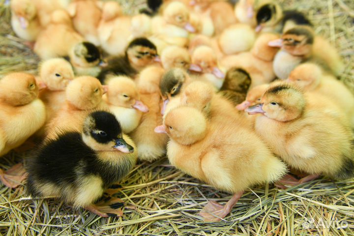 Яйцо уток Мулард, Черри Велли, Агидель, Мускуссные