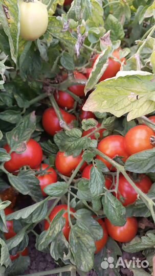 Помидоры свежие