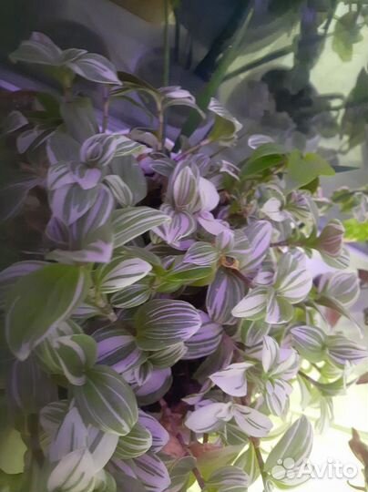 Комнатные цветы: Традесканции