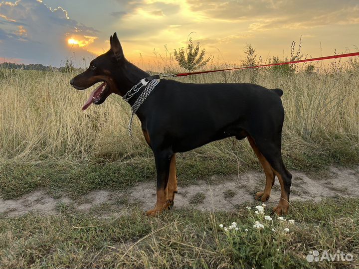 Доберман вязка