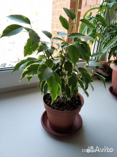 Комнатные растения (фикусы Бенджамина, сингониум)