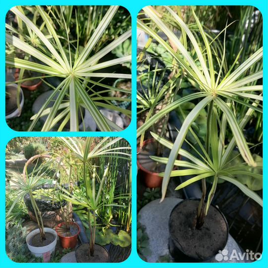 Финик Канарский для дома и офиса