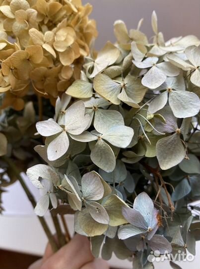 Сухоцветы герберы, целозия, лаванда, гелихризум