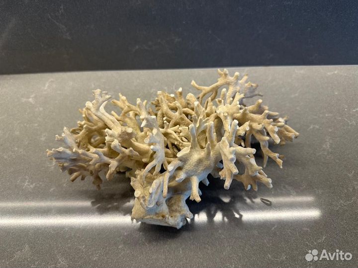 Морские кораллы