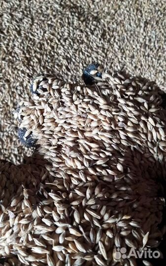 Фуражная кукуруза, Фуражная кукуруза корма