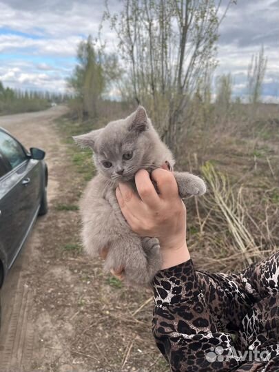 Британская