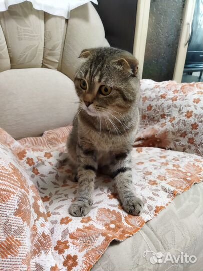 Шотландский кот