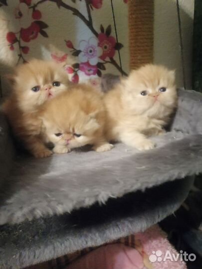 Котята персидские