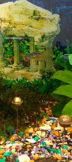 Аквариум с рыбками