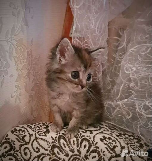 Котенок девочка