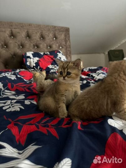 Шотландские котята