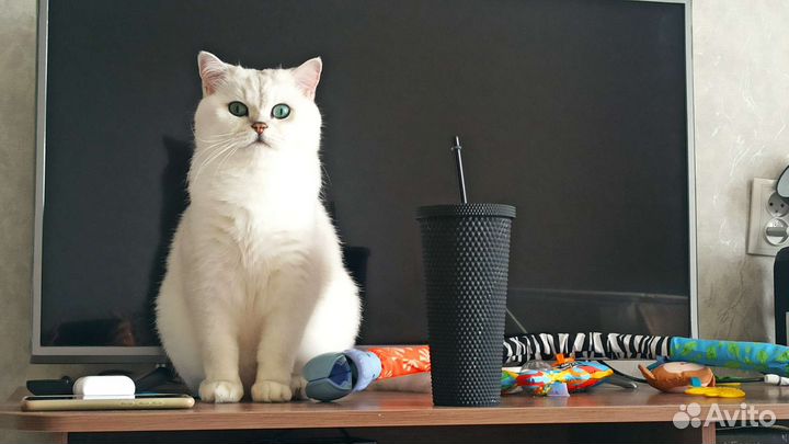 Кот