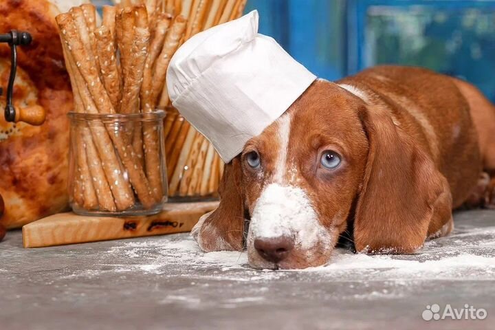 Такса стандартная с голубыми глазами