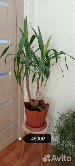 Пальма Юкка