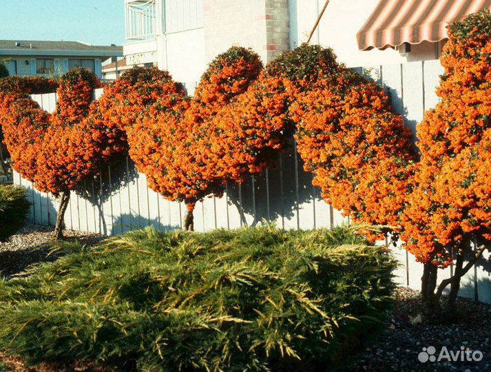 Пираканта Шарлаховая, разные цвета, семена