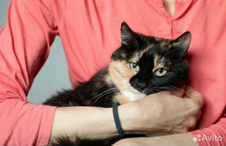 Трехцветка Фрида в поисках заботливой семьи