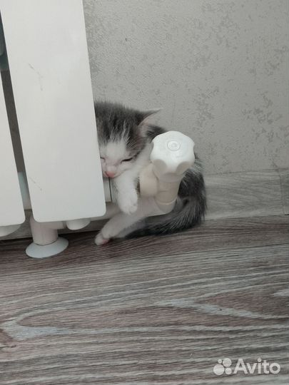 Кошечку в добрые руки