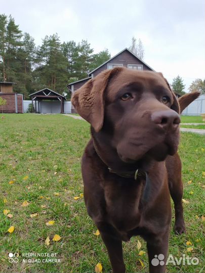 Вязка собак лабрадор