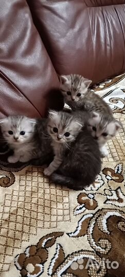 Шотландские котята
