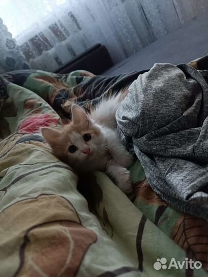 Котята в добрые руки бесплатно